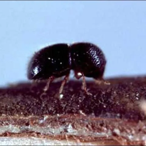 thumbnail for publication: Black Twig Borer, Xylosandrus compactus (Eichhoff) (Insecta: Coleoptera: Curculionidae: Scolytinae)